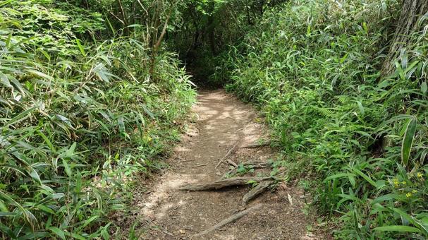 Photo, climbing road, sasa, summer, 
