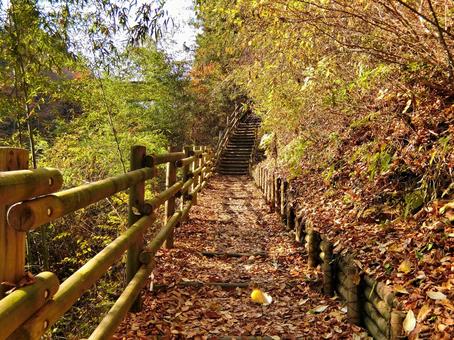 落ち葉の道 秋,山,落ち葉の写真素材
