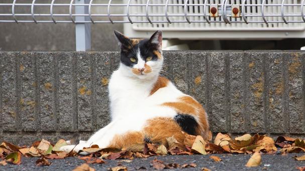 落ち葉と三毛猫 落ち葉と三毛猫の写真