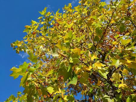 秋の自然背景の写真