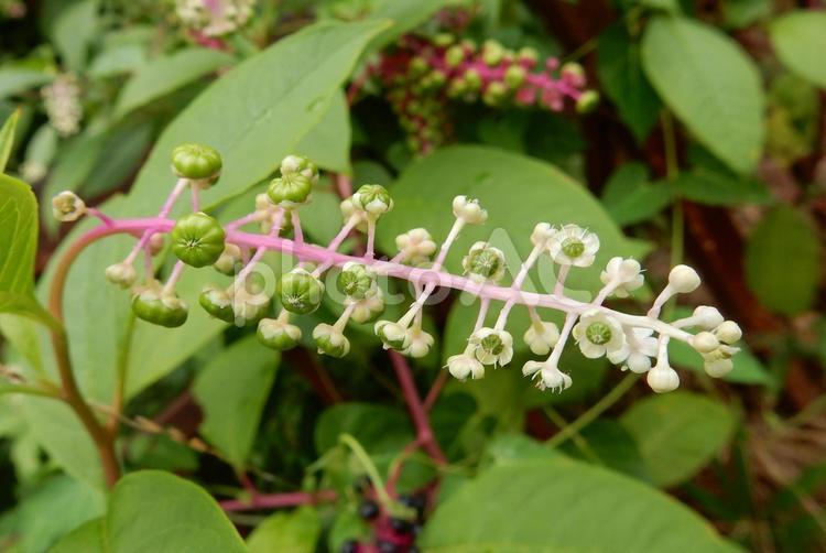 【植物写真】ヨウシュヤマゴボウ ヨウシュヤマゴボウ,洋種山牛蒡,植物の写真素材