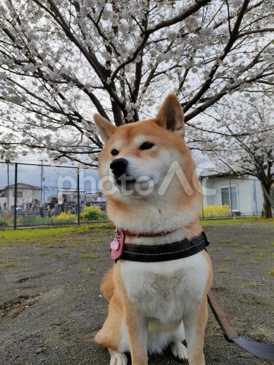 お散歩中に見つけた公園でお花見！ 犬,柴犬,シバの写真素材