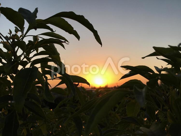 葉と夕日2 オレンジ,光,夕焼けの写真素材