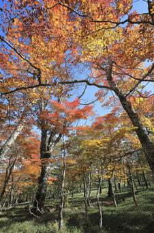大台ヶ原　秋 大台ヶ原,秋,紅葉の写真素材