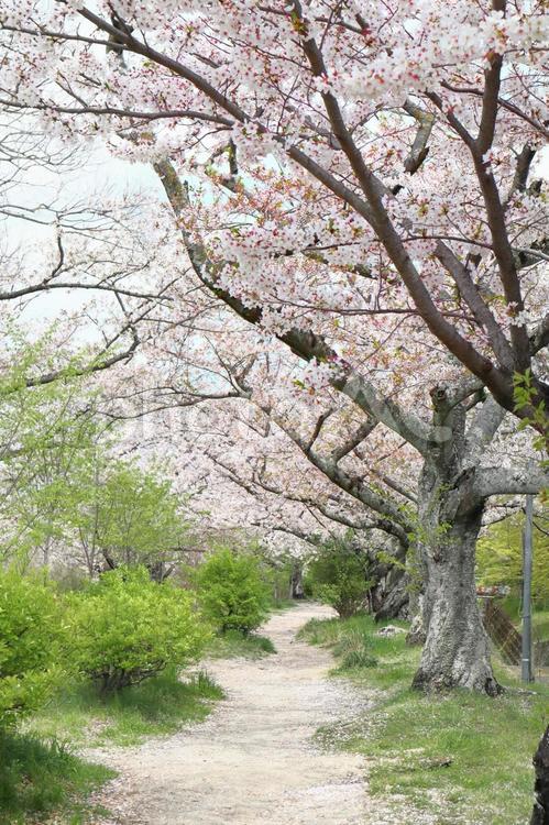 春の風景　桜並木 桜,満開,桜並木の写真素材