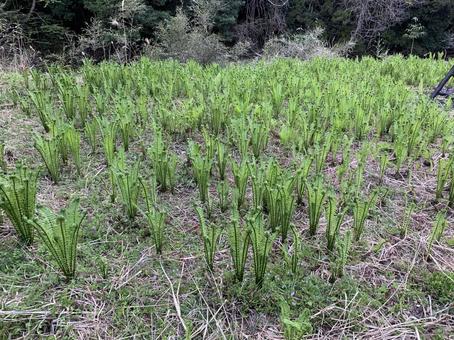 こごみ 山菜,こごみ,天麩羅の写真素材