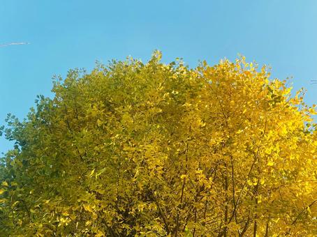 イチョウと空・その1 木,自然,スカイブルーの写真素材