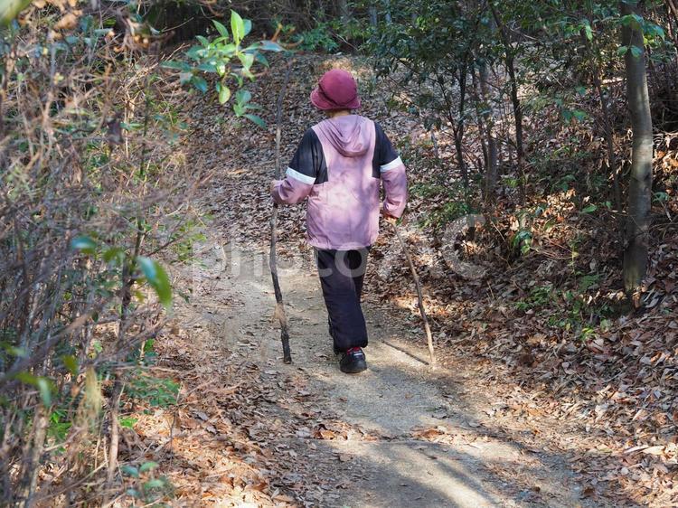 木の杖を持って山道を歩く後ろ姿の高齢女性 杖,歩く,女性の写真素材