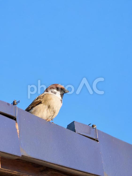 早朝青空の下瓦でぼーっとしている一羽の雀 雀,スズメ,青空の写真素材