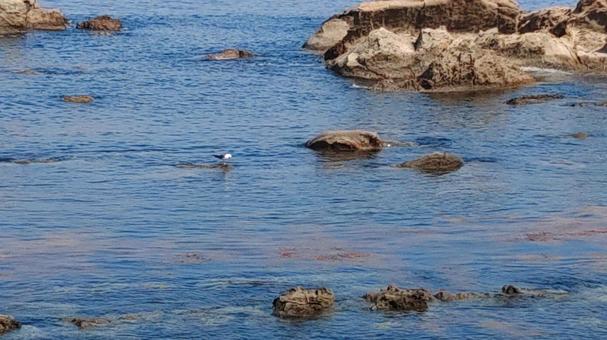日本海 日本海の写真