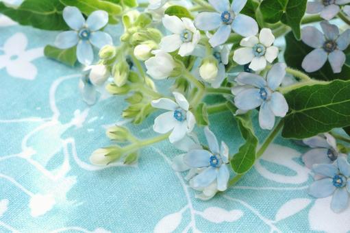 ブルースターの花束 ブルースターの花束の写真