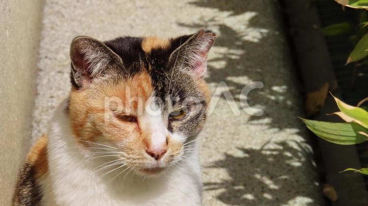 寝起きで寝ぼけている可愛い三毛猫 三毛猫,猫,顔の写真素材