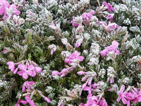 花壇の花 花壇,綺麗,美しいの写真素材