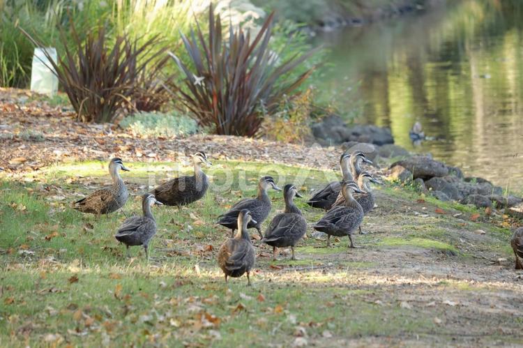 池の近くのマミジロカルガモ マミジロカルガモ,池,鳥の写真素材