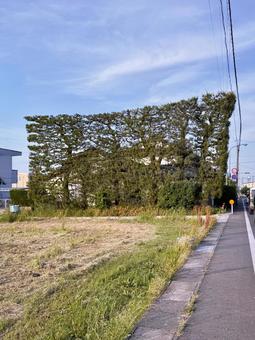 Tsukijimatsu in Izumo City, JPG Tsukijimatsu in Izumo City, JPG