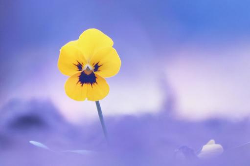 黄色いビオラの花 黄色いビオラの花 花,ビオラ,植物の写真素材