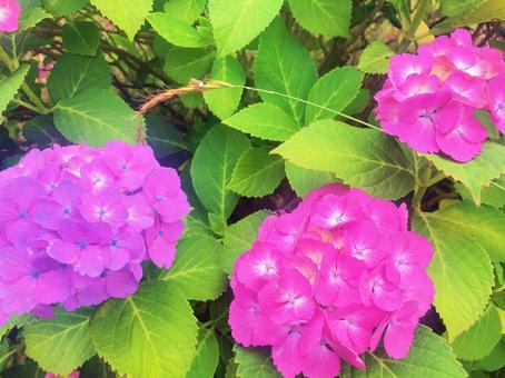 紫陽花 紫陽花の写真