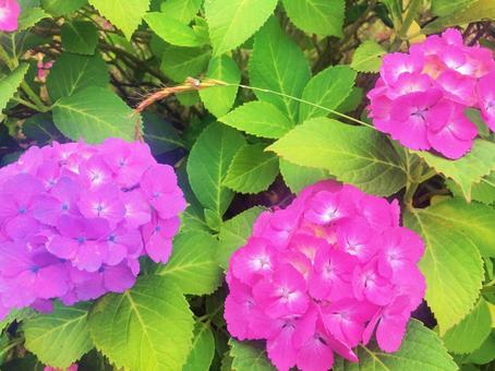 Photo, hydrangea, plant, green, 