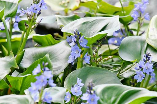ミズアオイ、青紫の花 ミズアオイ、青紫の花 ミズアオイ,青紫の花,花の写真素材