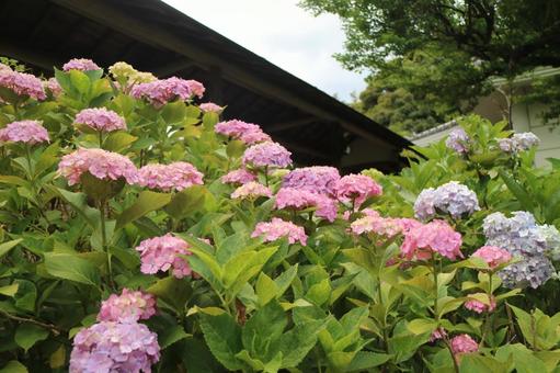 紫陽花 紫陽花の写真