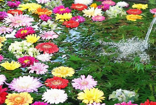 花手水① 花手水① 手水舎,神社,花の写真素材
