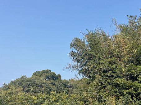 竹林と夏空のコントラスト 竹林と夏空のコントラストの写真