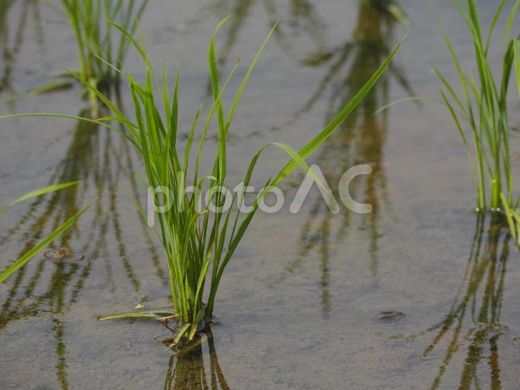 少し成長した稲① 田んぼ,水田,田植えの写真素材