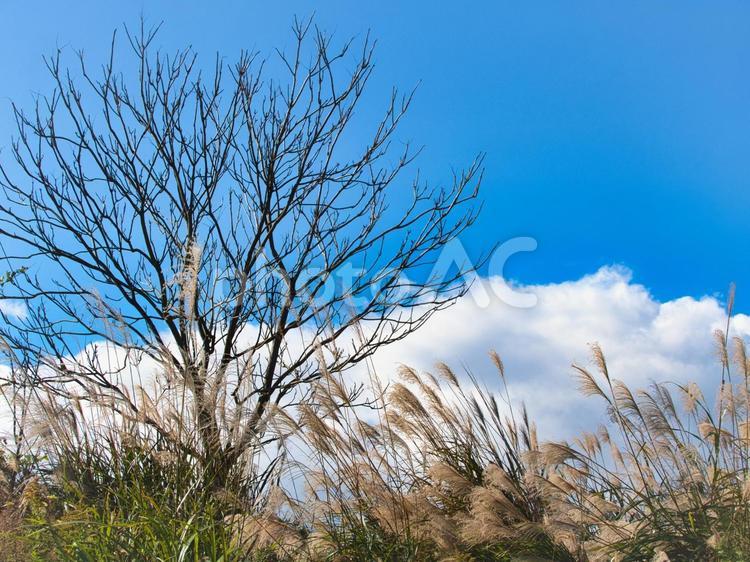 ススキの穂と葉の落ちた木 秋晴れ,ススキ,快晴の写真素材