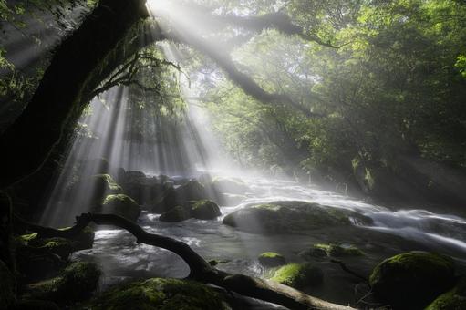 熊本-【菊池渓谷の光芒】 熊本-【菊池渓谷の光芒】 熊本,菊池渓谷,川の写真素材