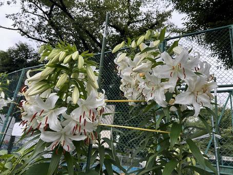 カサブランカ カサブランカ カサブランカ,ユリ科,花の写真素材