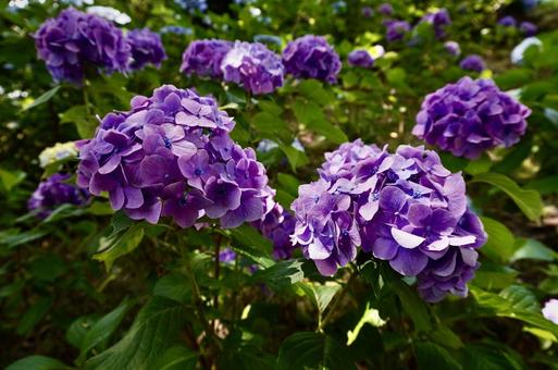 日陰で咲く紫陽花 日陰で咲く紫陽花の写真
