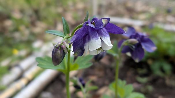 ミヤマオダマキの花 ミヤマオダマキの花の写真