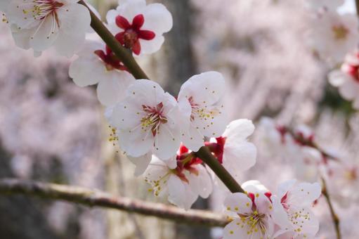 Photo, red plum, white plum, spring, 