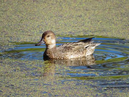 水草の浮いた池を泳ぐコガモのメス コガモ,野鳥,動物の写真素材