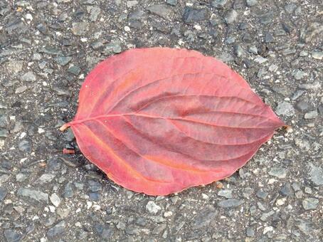 【風景写真】晩秋の風景 落ち葉,植物,季節の写真素材