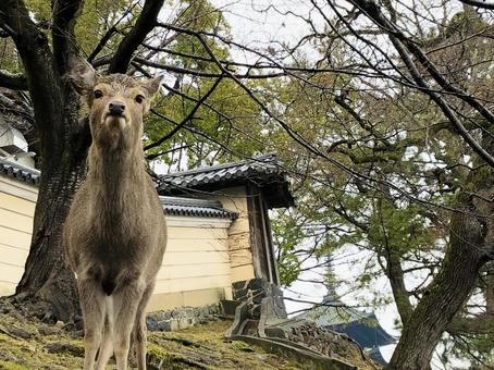 凛々しい顔の鹿 凛々しい顔の鹿 鹿,シカ,奈良の写真素材