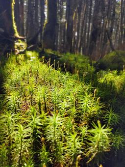 苔むつまじくの写真