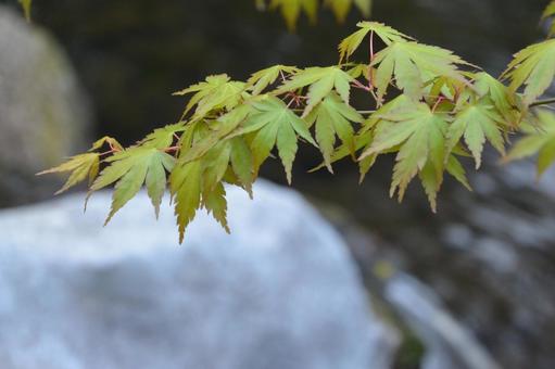 川と紅葉 川と紅葉 紅葉,新緑,川の写真素材