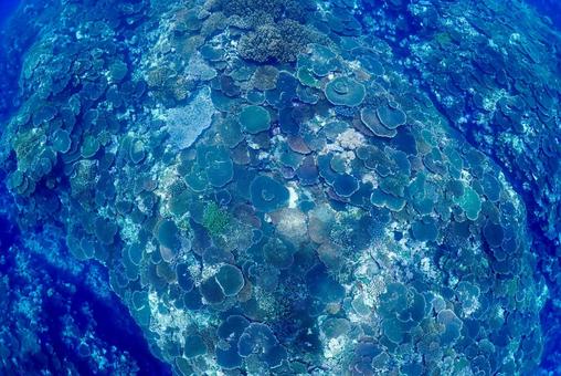 沖縄・西表島 青い海とテーブル珊瑚礁 沖縄・西表島 青い海とテーブル珊瑚礁 スキューバダイビング,ダイビング,珊瑚礁の写真素材