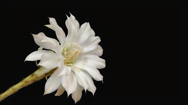 サボテンの花 サボテンの花 サボテン,仙人掌,花の写真素材