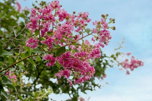 雨上がりの百日紅 雨上がりの百日紅の写真