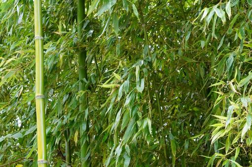 竹林 竹林 笹,葉,植物の写真素材