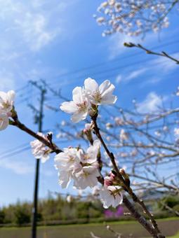 青空と桜 桜,青空,空の写真素材