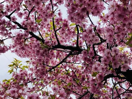 Photo, cherry blossoms, leaf, pink, 