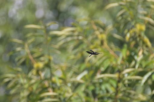 I was able to take the most beautiful photo of a butterfly dragonfly I've ever taken., JPG