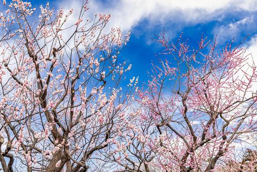 偕楽園公園　満開の梅園 偕楽園,花,梅の写真素材