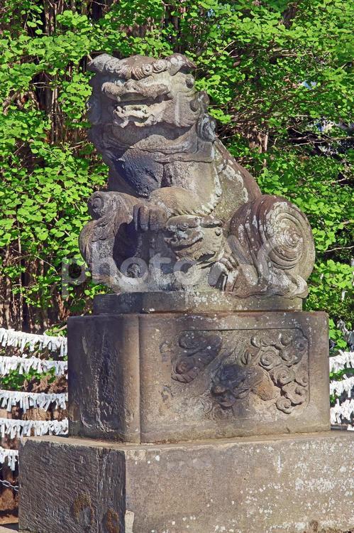 杵築大社（武蔵野） 杵築大社,大国主大神,事代主大神の写真素材