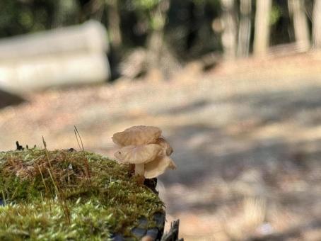 苔のイメージ 苔のイメージの写真