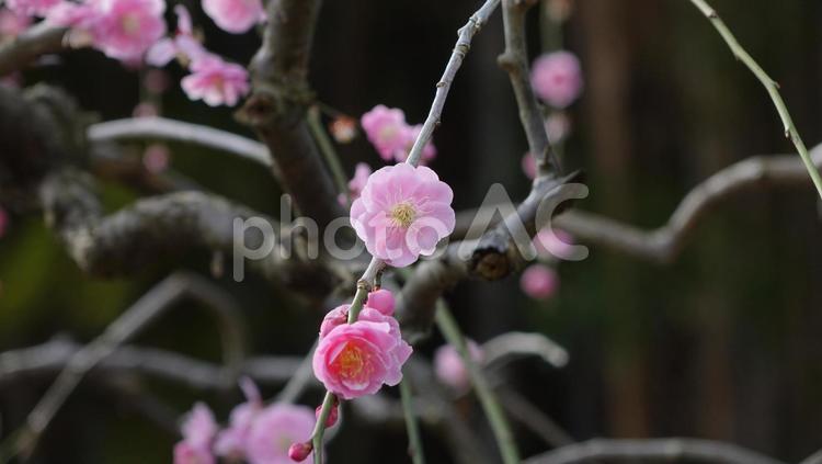 しだれ梅　農業センター 名古屋 flower,plum,yamamotoの写真素材
