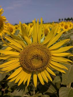 ひまわり ひまわり 向日葵,ヒマワリ,夏の写真素材